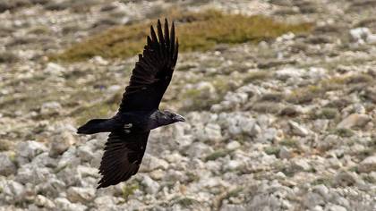 Northern Raven