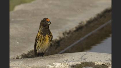 Red-fronted Serin