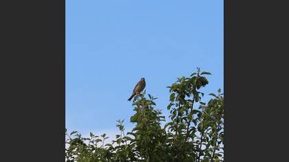 Corn Bunting