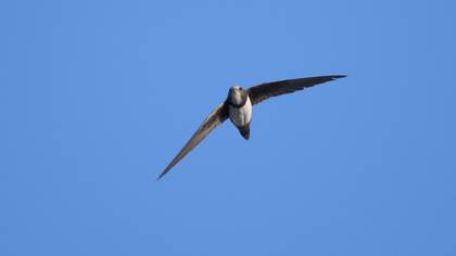Alpine Swift