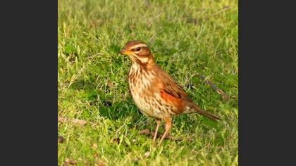 Redwing
