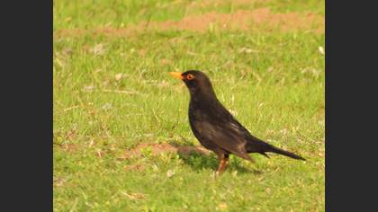 Common Blackbird
