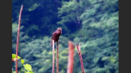 Common Cuckoo