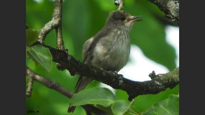 Spotted Flycatcher