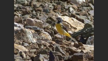 Grey Wagtail