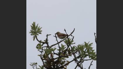 Northern Wheatear