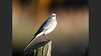 White Wagtail