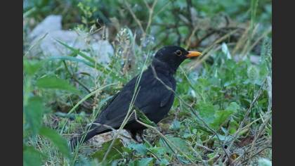 Common Blackbird