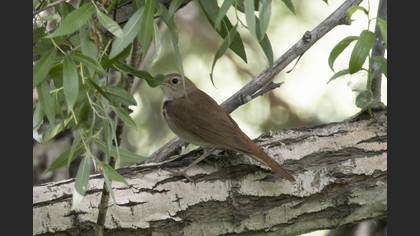 Common Nightingale