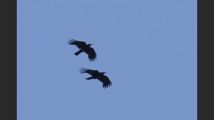 Red-billed Chough