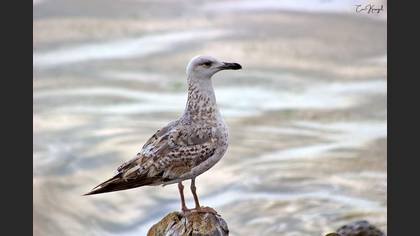 Yellow-legged Gull
