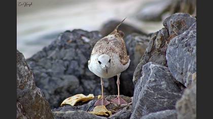 Yellow-legged Gull