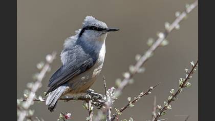 Western Rock Nuthatch