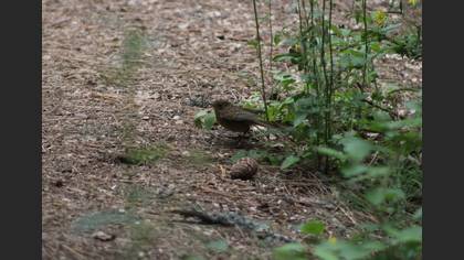 European Robin