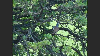 Common Wood Pigeon