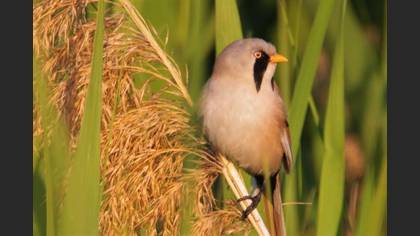 Bearded Reedling
