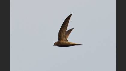 Pallid Swift