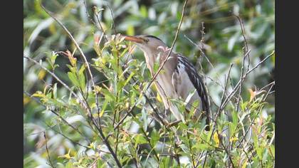 Little Bittern