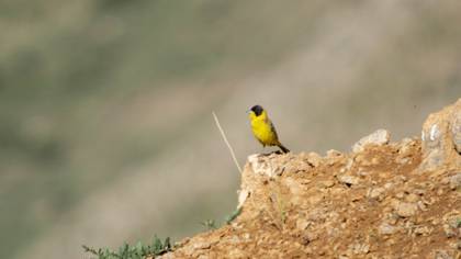 Black-headed Bunting