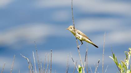 Eastern Olivaceous Warbler
