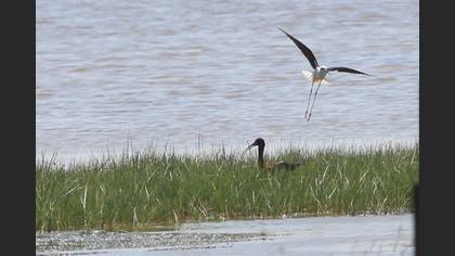 Glossy Ibis