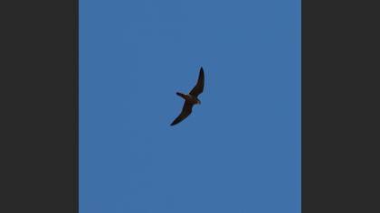 Eurasian Hobby