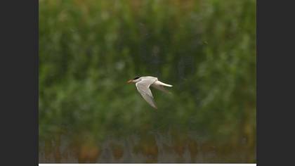 Caspian Tern