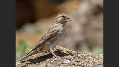 Rock Sparrow