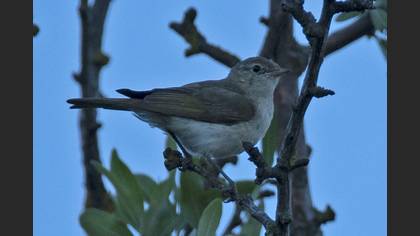 Eastern Bonelli`s Warbler