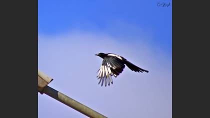 Eurasian Magpie