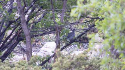 Common Wood Pigeon