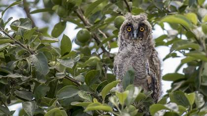 Long-eared Owl