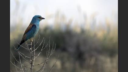 European Roller