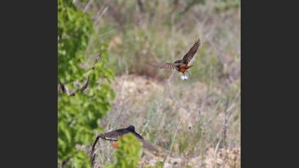 Black Redstart