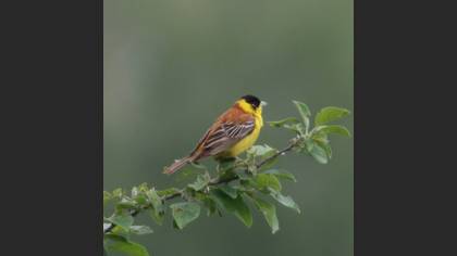 Black-headed Bunting