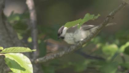 Marsh Tit