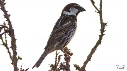 Spanish Sparrow