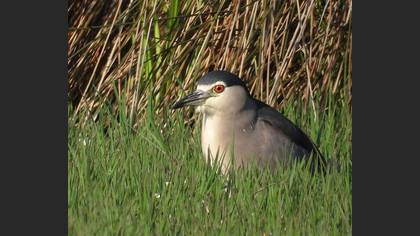 Black-crowned Night Heron