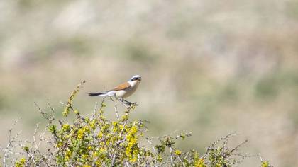 Red-backed Shrike