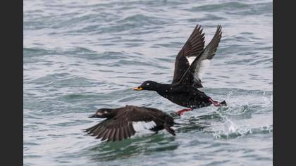 Velvet Scoter