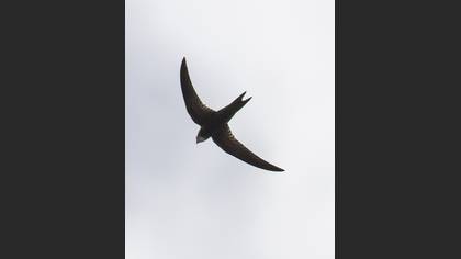 Common Swift
