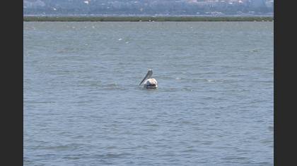 Dalmatian Pelican