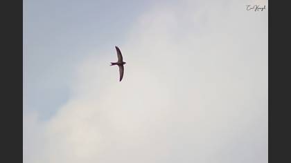 Pallid Swift