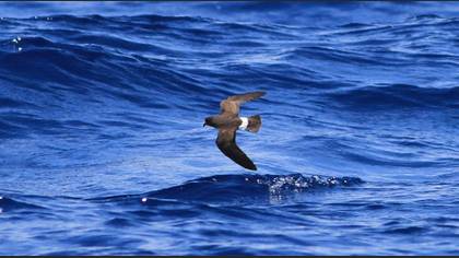 European Storm Petrel