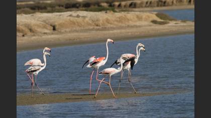 Greater Flamingo