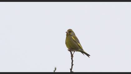 European Greenfinch