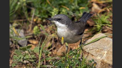 Lesser Whitethroat