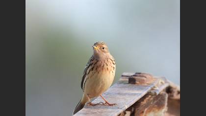 Red-throated Pipit
