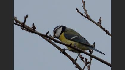 Eurasian Blue Tit