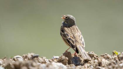 Ortolan Bunting